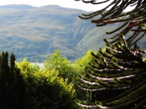 Scottish Highlands, mountain valley with monkey tree