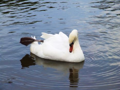 White swan eaching on the water surface.