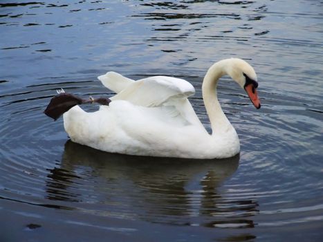 White swan eaching on the water surface.