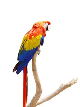 Sun Conure Parrot on a Tree Branch, spain