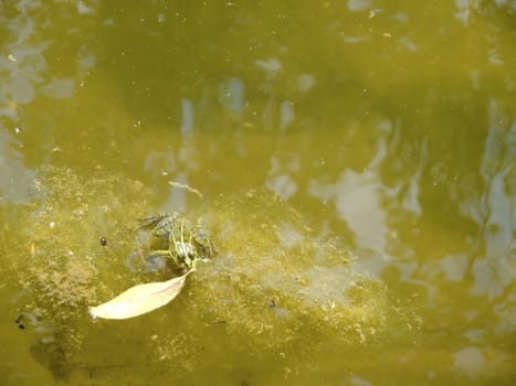Green frog swiming on grass, yellow leaf