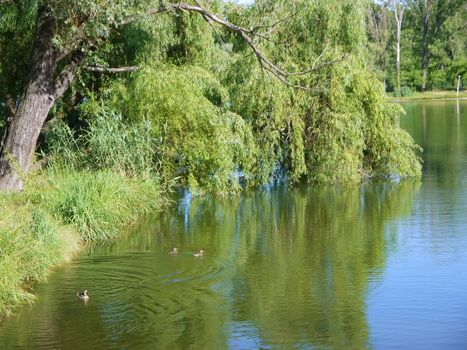 lake in park , green nature, birds duks