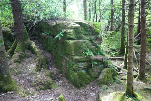 Runs of temple in the forest of scotland