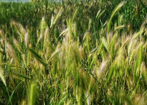 Green young seed grass in spring in park
