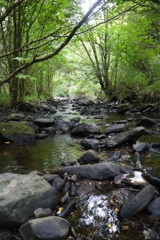 wooden forest bridge through forest river in scotland