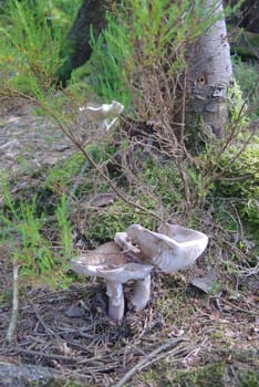 small mushrooms in scotish forest in Uk