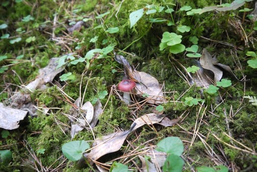 small mushrooms in scotish forest in Uk