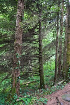 forest trees. nature green wood sunlight backgrounds