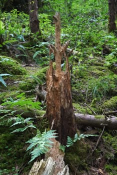 forest trees. nature green wood, broken tree