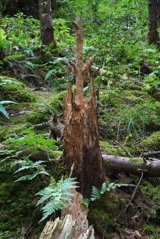 forest trees. nature green wood, broken tree