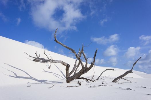 Dead Tree. Brazil, Lençóis Maranhenses