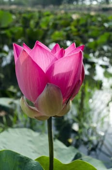 Nelumbo and Spider. Genus of aquatic plants with large, showy flowers resembling water lily.