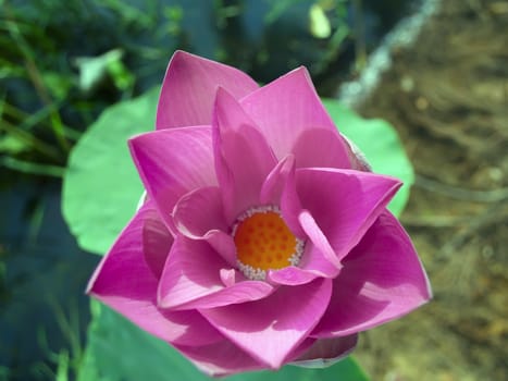Blossoming Nelumbo. Genus of aquatic plants with large, showy flowers resembling water lily.