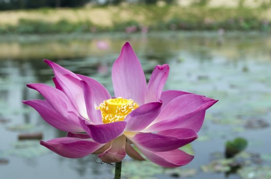 Nelumbo and Pond. Genus of aquatic plants with large, showy flowers resembling water lily.
