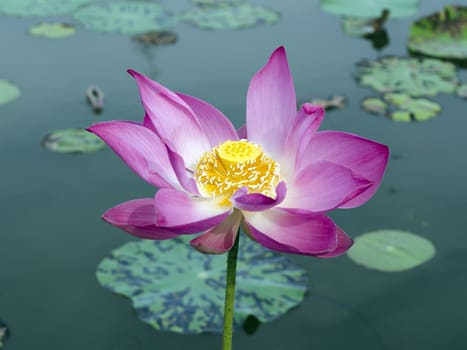 Nelumbo in Pond. Genus of aquatic plants with large, showy flowers resembling water lily.