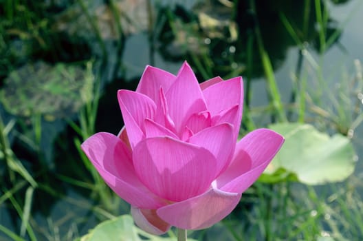Nelumbo Bud. Genus of aquatic plants with large, showy flowers resembling water lily.