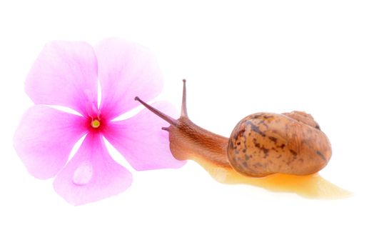 Small brown snail isolated on a white background