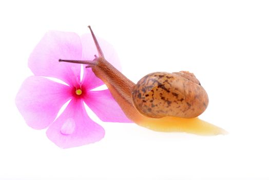 Snail with a purple flower on a white background