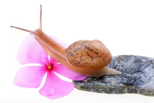 Snail with a purple flower on a white background
