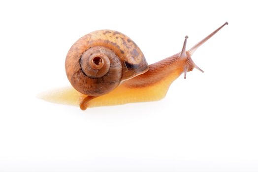 Small brown snail isolated on a white background