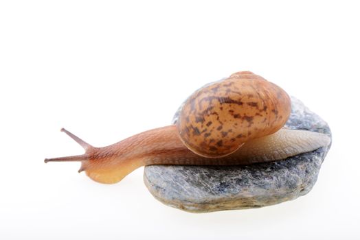Small brown snail on a stone isolated on a white background