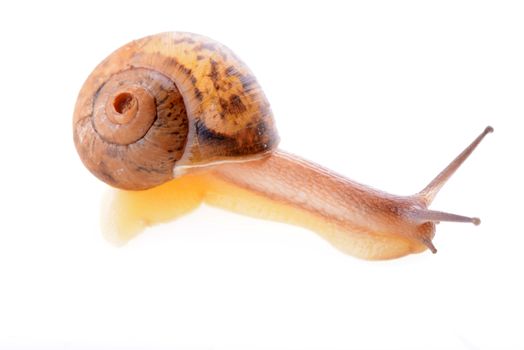 Small brown snail isolated on a white background