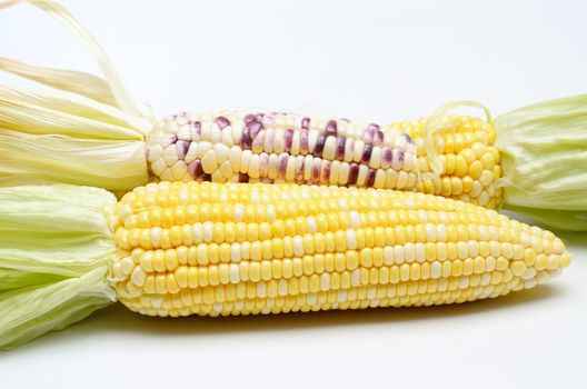 Sweet corn isolated on white background, Close up shot