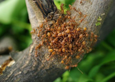 A group of ants on the tree