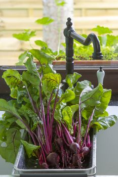 red beets in the kitchen sink