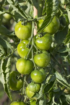 Green Tomatoes in a garden