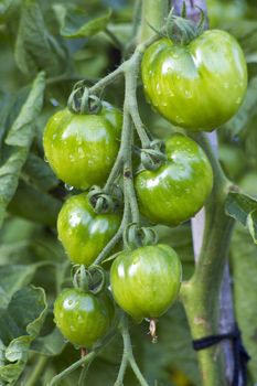 Green Tomatoes in a garden