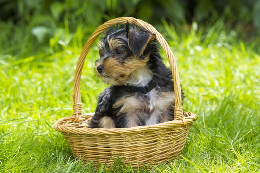 yorkshire terrier