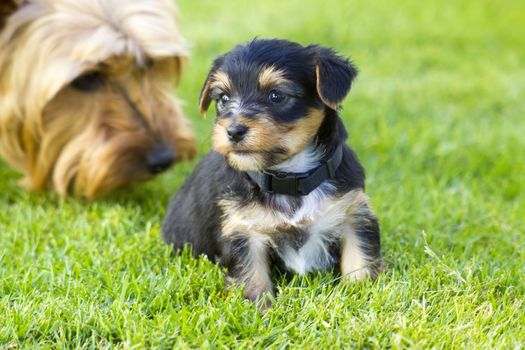 yorkshire terrier