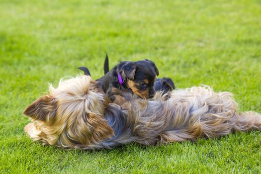Mother and its lovely children. The yorkshire terriers