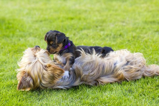 Mother and its lovely child. The yorkshire terriers