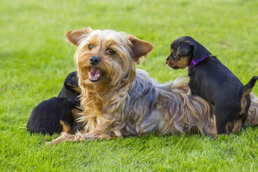 Mother and its lovely children. The yorkshire terriers