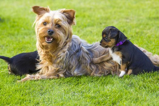 Mother and its lovely children. The yorkshire terriers