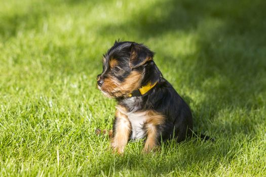 yorkshire terrier