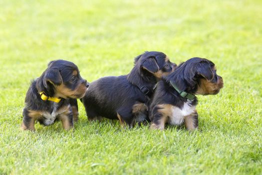 yorkshire terriers