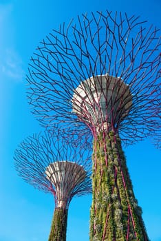 SINGAPORE - JUNE 01, 2014: Supertrees at Gardens by the Bay. Over 162,900 plants planted on the 18 Supertrees.