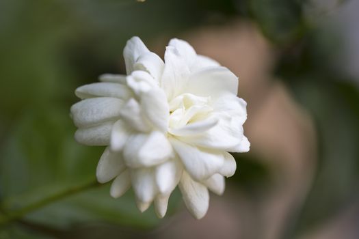 Arabian jasmine (Jasminum sambac) flower on tree