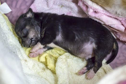 Small chihuahua puppy sleeps