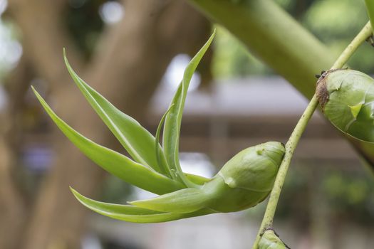 Close up green plant