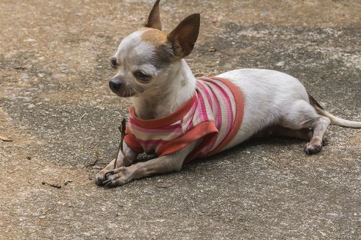Chihuahua dog lying on concrete floor
