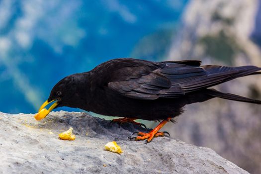 Alpine chough in high Alps mountains Austria