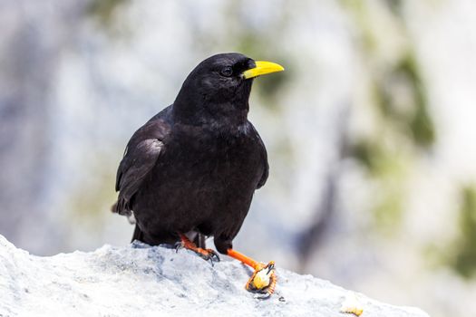 Alpine chough in high Alps mountains Austria