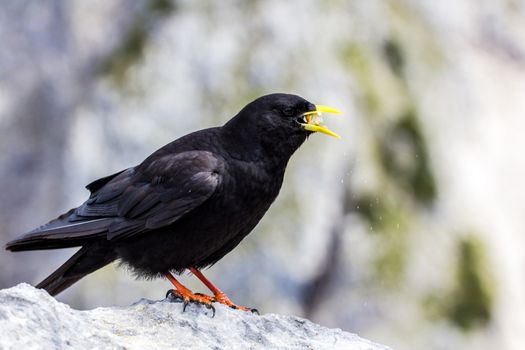 Alpine chough in high Alps mountains Austria