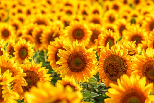 Sunflower field, backlit, close-up.