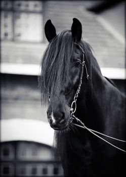 Black stallion. Portrait of a black horse. Thoroughbred horse. Beautiful horse.