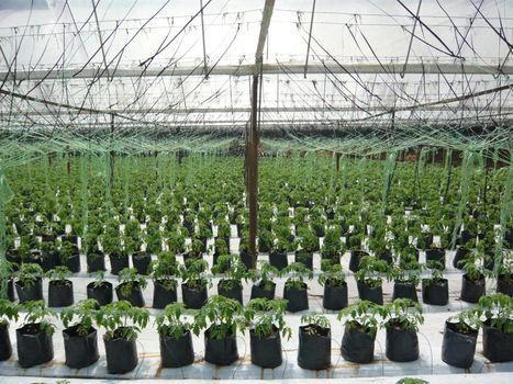 Tomato planting crop at vegetative stage in greenhouse at Cameron Highland